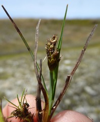 Carex lachenalii