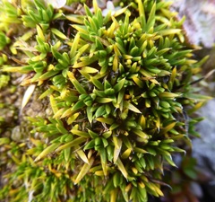 Colobanthus strictus