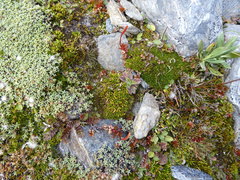 Colobanthus strictus