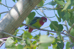 Platycercus eximius eximius