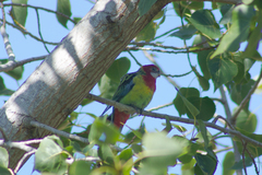 Platycercus eximius eximius