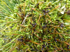 Juncus antarcticus