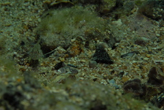 Nesogobius