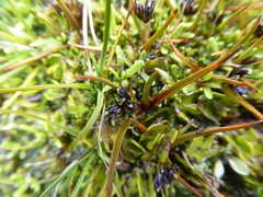 Juncus antarcticus