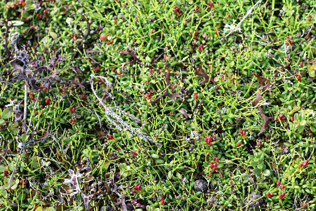 dwarf horsetail from North Slope Borough, AK, USA on August 13, 2023 at ...