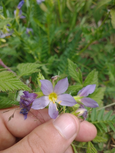 Image of Polemonium Apachianum (Polemonium apachianum) by no rights reserved