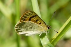 Lycaena salustius