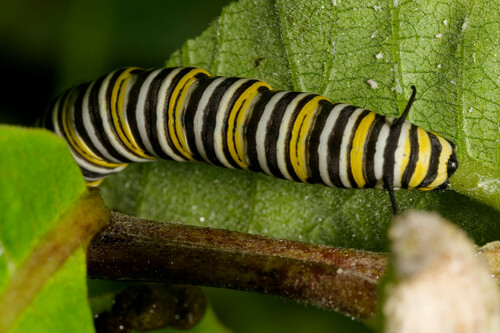 Monarch photographed in Rhode Island