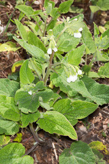 Symphytum orientale