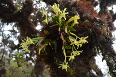Epidendrum pallidovirens