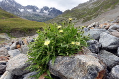 Orange hawkweed (Hieracium tubulosum)