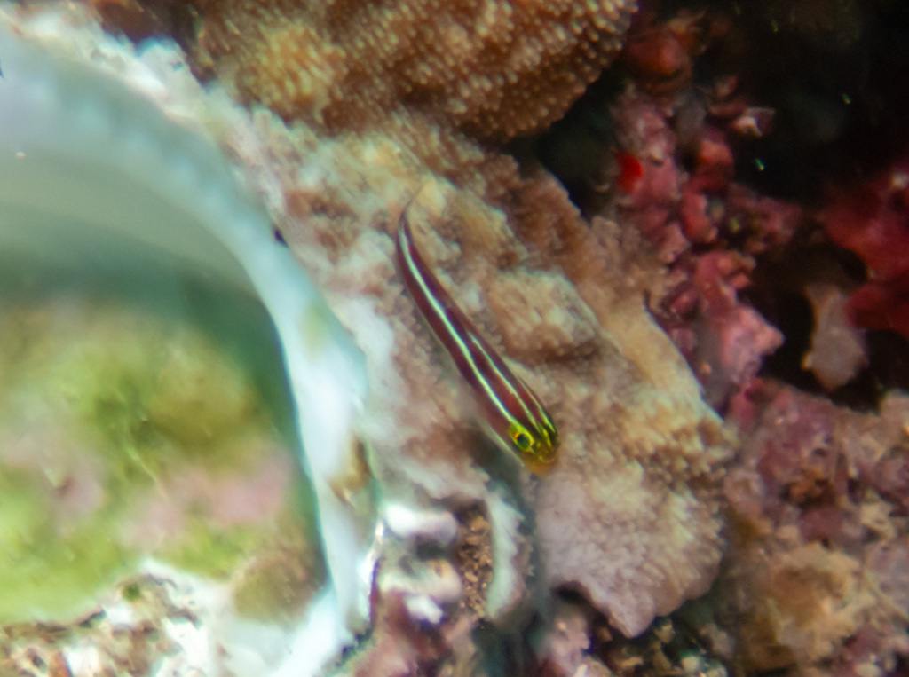 Candystriped Triplefin