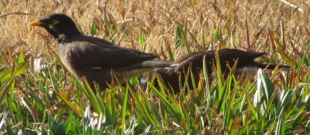 Common Indian Myna from Robin Hills, Randburg, 2194, South Africa on