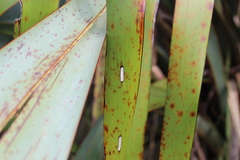 Orthoclydon praefectata