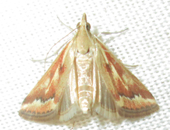 Achyra coelatalis