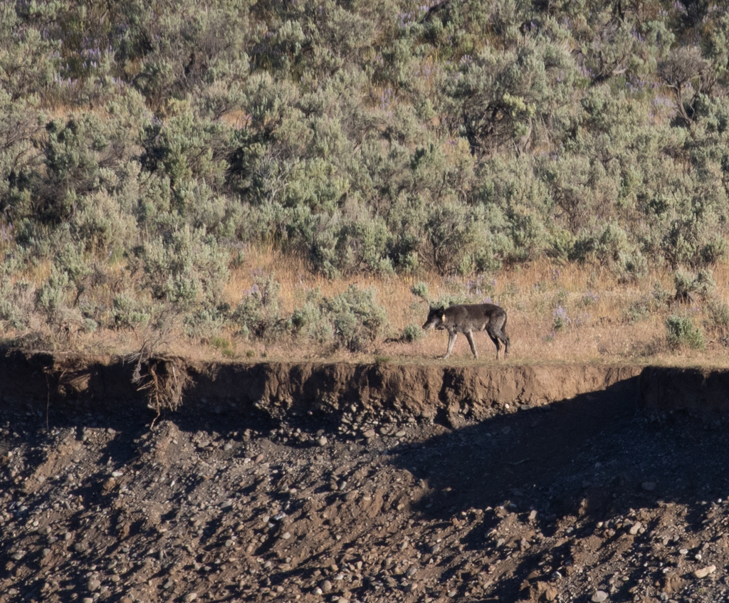 Gray Wolf in July 2023 by Corey Husic · iNaturalist