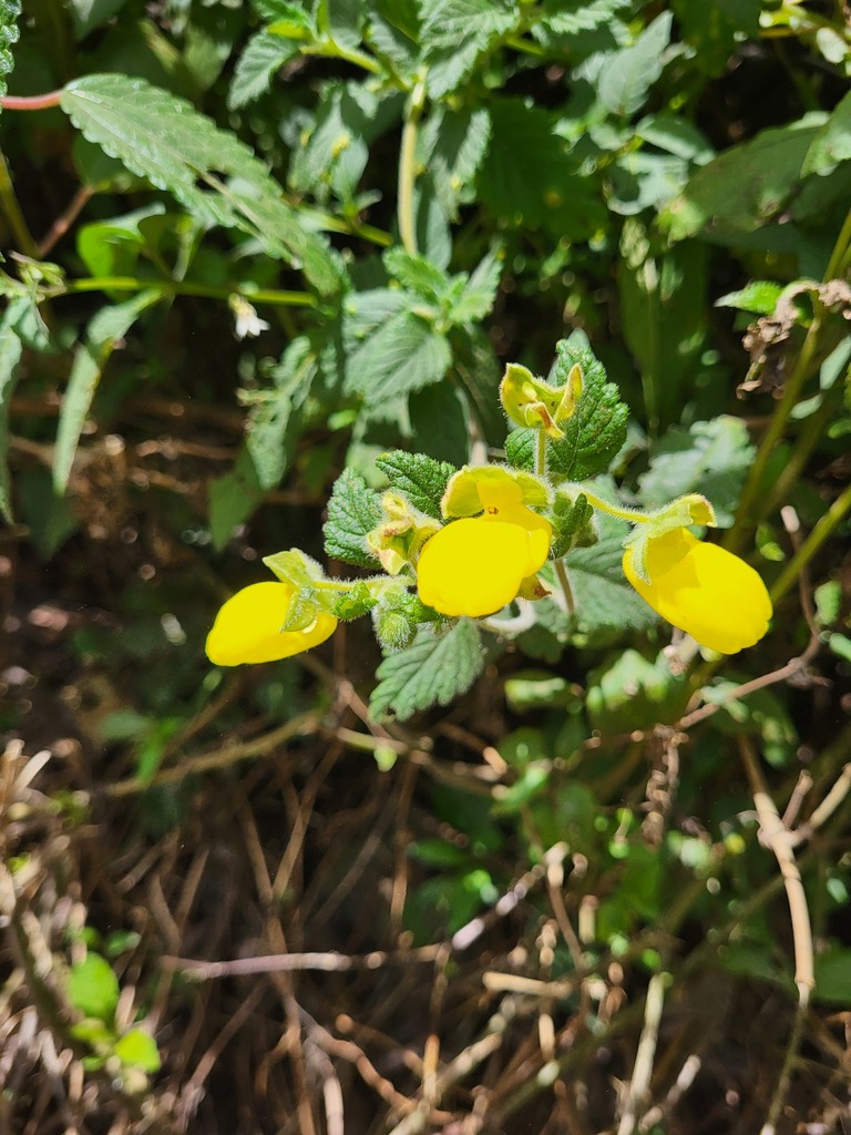 Calceolaria lamiifolia (Calceolaria lamiifolia)