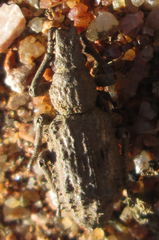 Microcerinae