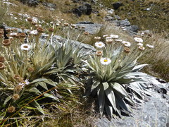 Celmisia semicordata aurigans