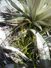 Carex edura