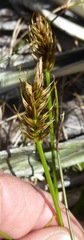 Carex edura