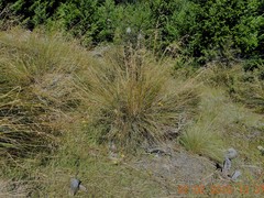 Chionochloa rigida rigida