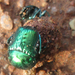 Gymnopleurus virens - Photo (c) Botswanabugs,  זכויות יוצרים חלקיות (CC BY-NC), הועלה על ידי Botswanabugs