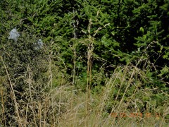 Chionochloa rigida rigida