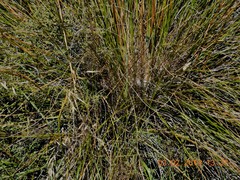 Chionochloa rigida rigida