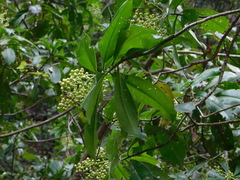 Ardisia revoluta