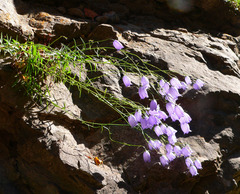 Campanula cespitosa