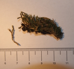 Eucladium verticillatum