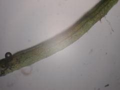 Eucladium verticillatum