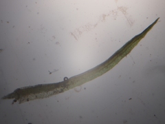 Eucladium verticillatum