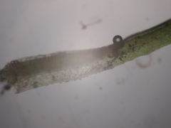 Eucladium verticillatum