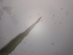 Eucladium verticillatum