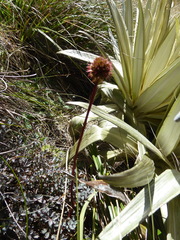 Acaena saccaticupula