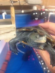 Malaclemys terrapin centrata