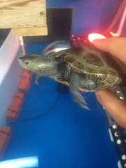 Malaclemys terrapin centrata