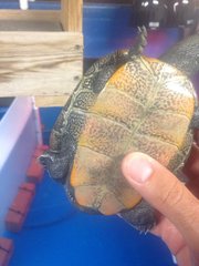 Malaclemys terrapin centrata