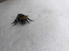 Bombus borealis image