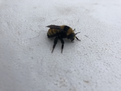 Bombus borealis image