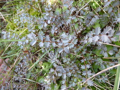 Acaena saccaticupula