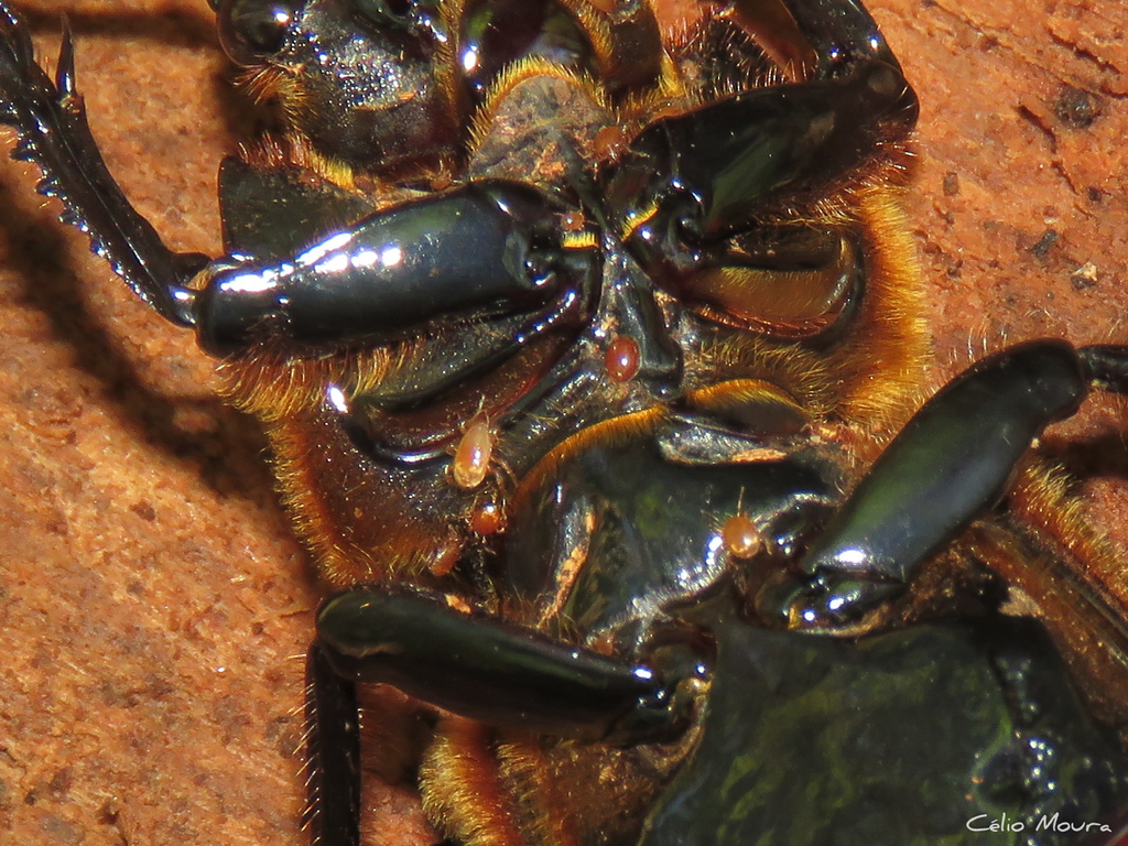 Klinckowstroemiidae