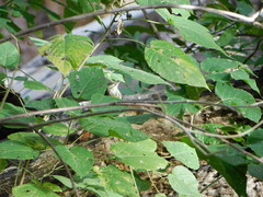 Heliocarpus