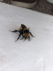 Bombus borealis image
