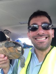 Malaclemys terrapin centrata