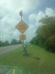 Malaclemys terrapin centrata