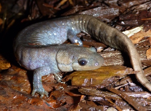 Jefferson Salamander