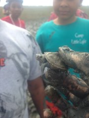 Malaclemys terrapin centrata